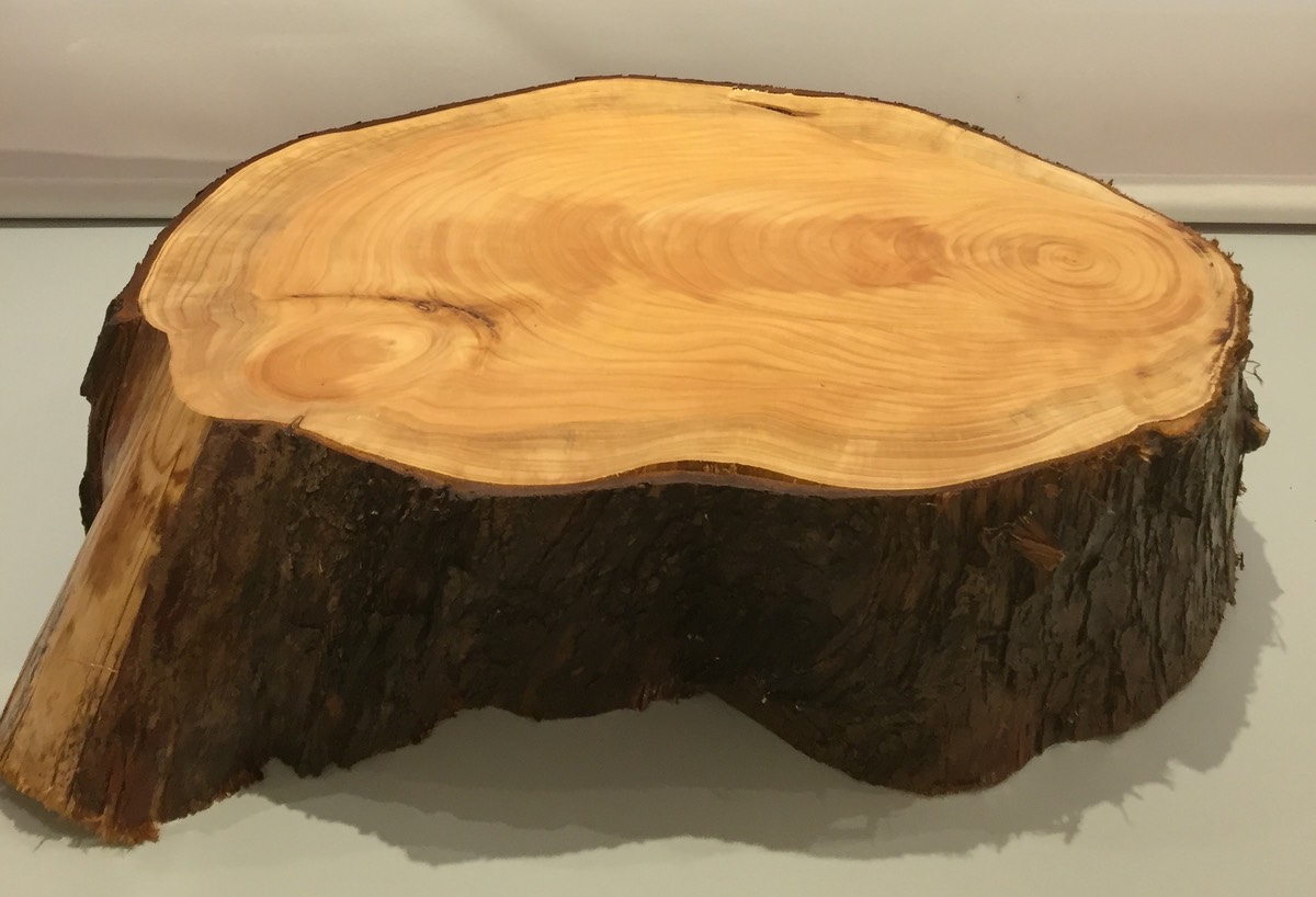 Tree Stump Stand No 43